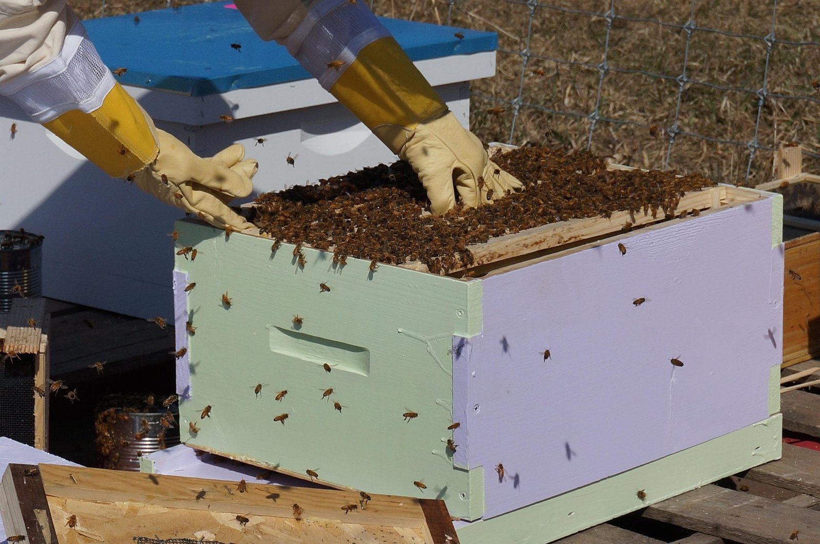 Wasili Farm Beekeeping